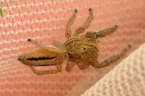 Réf. 347 368 : Marpissa radiata